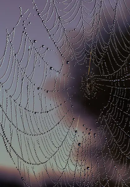 Sabah çiy damlaları ağı sihirli, ışıl ışıl dantel desenlere dönüştürdü.