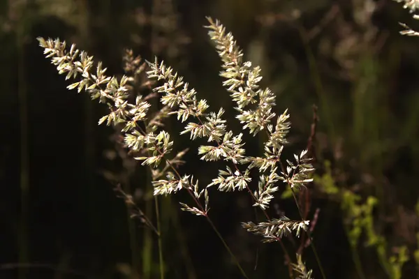 Yumuşak kabarık tüylü yabani, kırılgan otların kulakları güneşin arka ışığında, yakından....