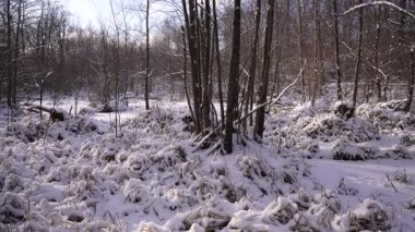 Kış, gölün donmuş bitki örtüsünü ve etrafındaki kış ormanını kapladı.