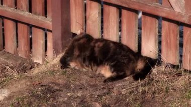 Baharda çiftleşme mevsiminde çitin yanında mermer bir kedi oynar.