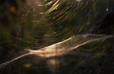 Yoğun, kalın bir ağ dalların arasında örülmüş, bir güneş ışını bir açıyla ipliklerin birbirine dolanmasında spektrumla oynuyor.