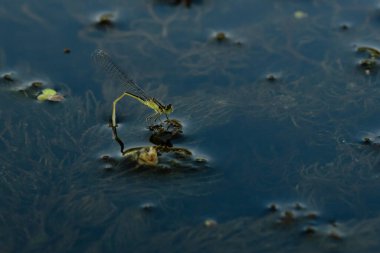 Su böceği bataklık yusufçuğu bitkilerin yaprakları arasındaki suyun ayna yüzeyine yansımaktadır.