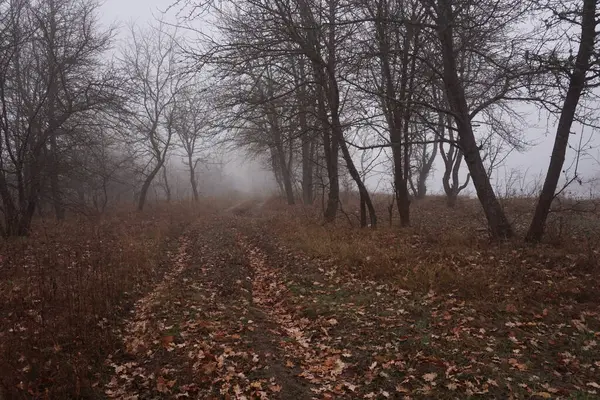 Sonbahar parkındaki yaprakların arasından yoğun sis sızıyordu.