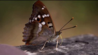 Göz kamaştırıcı, fantastik renkli bir kelebek mor imparatoru eski bir tahta olan makrodan dilini kullanarak yiyecek topluyor.