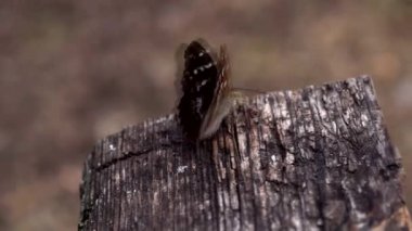 Fevkalade renkli kadife bir kelebek kanatlarını çırpar ve çırpınır.