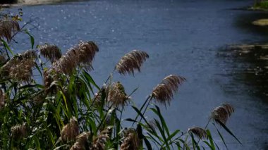Sazlıklar hışırdıyor ve rüzgarın esintisinden farklı yönlere doğru eğiliyor.