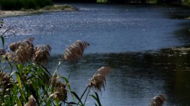 Bir rüzgar esintisinden hafif bir esinti. Nehrin yüzeyindeki güneş ışınlarında parıldıyor.