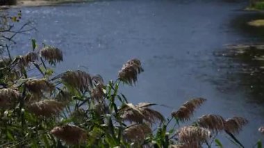 Sazlıklar hışırdıyor ve rüzgarın esintisinden farklı yönlere doğru eğiliyor.