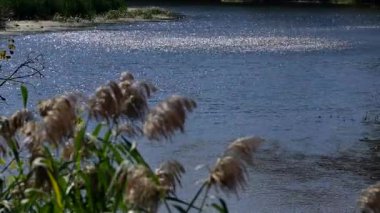 Rüzgarın esintisinden hafif bir esinti nehrin yüzeyindeki güneş ışınlarında parıldıyor, rüzgar gürültüsü...
