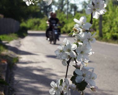 Çiçek açan elma ağacının arka planında motosikletli köy yolu