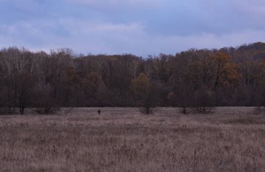 Yalnız bir adamın uzak silueti Sonbaharın sonlarında ağaçlık bir tepede