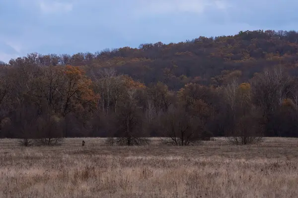 Yalnız bir adamın uzak silueti Sonbaharın sonlarında ağaçlık bir tepede
