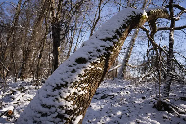 kalın, eğimli bir ağaç gövdesi karla kaplı, gökyüzüne bakan bir perspektif.