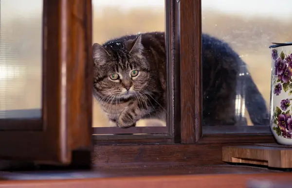 Kurnaz bir kedi pencere kenarındaki açık bir pencereden gizlice eve girer.