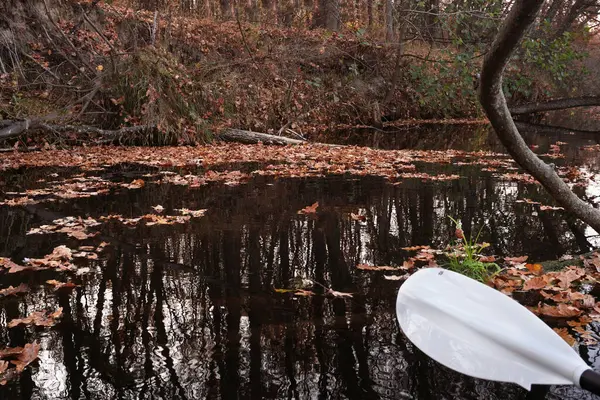 Nehrin yüzeyinde sarp kıyıya yakın zarif meşe yaprakları ve beyaz kürek.