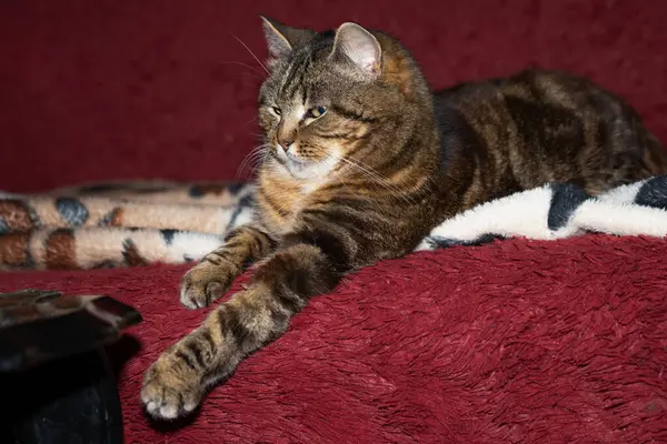 Tekir kedi bir kral gibi kabarık bir battaniyeye yayıldı, görkemli bakışlı, yakın çekim