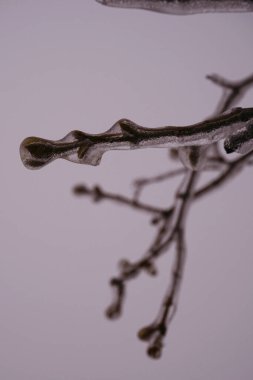 Tomurcuklu buzla kaplı dallar sanki kristal bir kabuktaymış gibi yağmurdan ve pastel renklerde dondan.