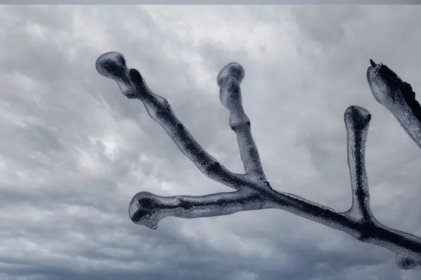 Tomurcuklu buzla kaplı bir dal, bulutların arka planında kristal bir katman gibi, don ile birlikte yağmur yağar.