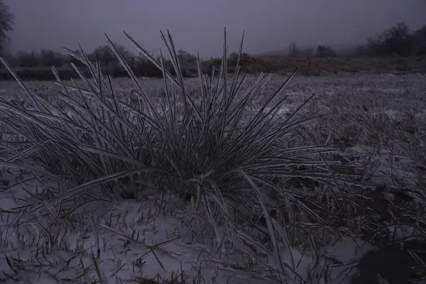 Donmuş çimen çalısı, yağmur ve dondaki cam tabakasının altındaki gibi.