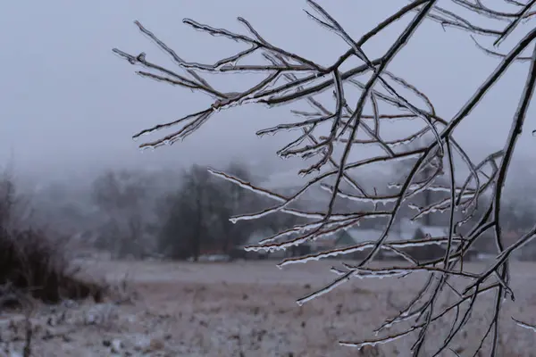 Yağmurda kristal gibi donmuş ağaç ve köy evlerinin arka planında don.