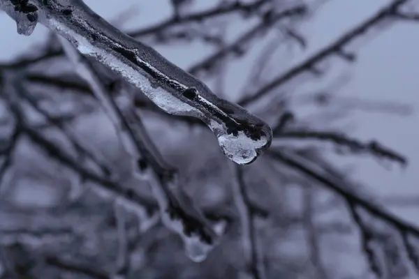Tomurcuklu buzla kaplı dallar sanki kristal bir kabukta yağmur ve dondan oluşmuş gibi.