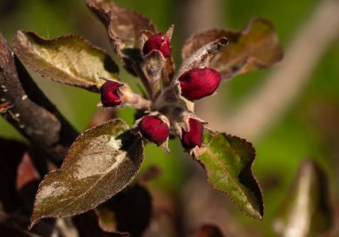 Kırmızı, koyu renkli, kırmızı çiçekli elma ağacının tomurcuklanması.