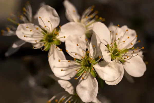 Yaban eriğinin bembeyaz cilvesi, erkeklik organları ve erkeklik organlarıyla makro, yaratıcı bulanık pastel arka plan.