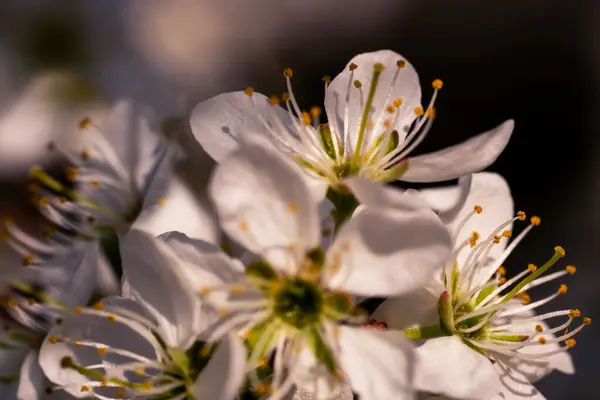 Yaban eriğinin bembeyaz cilvesi, erkeklik organları ve erkeklik organlarıyla makro, yaratıcı bulanık pastel arka plan.