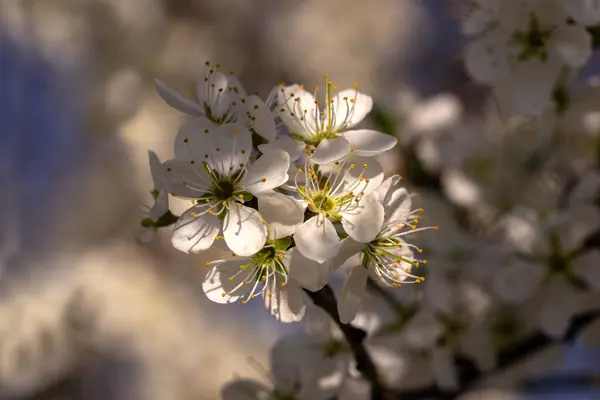 Yaban eriği, taç yaprağı, erkek organı ve erkek organları, yaratıcı bulanık pastel arka plan.
