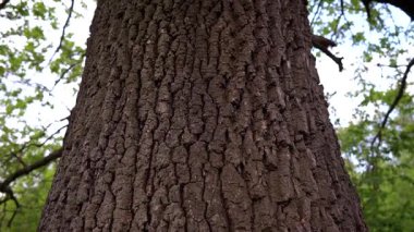 Kabartmalı eski meşe kabuğu dokusu, dikişsiz döngü