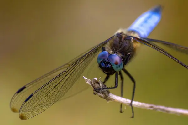 Parlak mavi yusufçuk bir dala sarıldı ve kocaman kanatlarını indirdi. yakın çekim, makro fotoğrafçılık