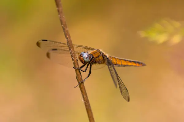 Parlak kızıl yusufçuk bir dala sarıldı ve kocaman kanatlarını indirdi. yakın plan