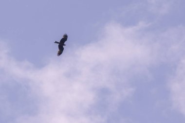 Büyük bir yırtıcı kuş gökyüzünde süzülüyor bulutlarla