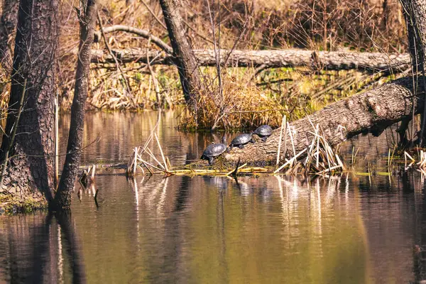 Üç kaplumbağa, vahşi bir orman gölünde düşen bir kütüğe güneşlenir.