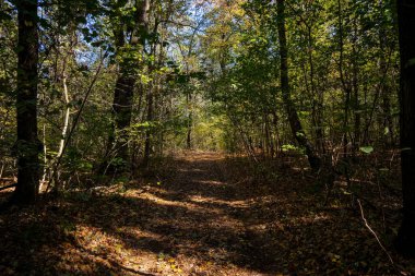 Geçen yılın yeşilliklerine sahip bir orman yolu yaprak döken bir ormanın yoğun yeşilliği arasında uzanıyor.