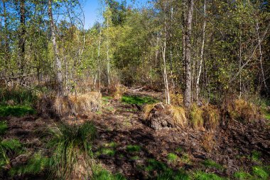 Bataklık sincapları kuru bataklıkta, toprağı yaban domuzları kazar.