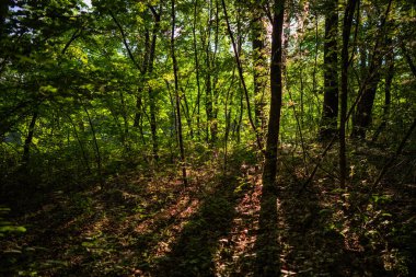 Sabah güneşi genç ormandaki sık ağaçların arasından dünyayı aydınlatıyor.