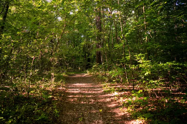 Geçen yılın yeşilliklerine sahip bir orman yolu yaprak döken bir ormanın yoğun yeşilliği arasında uzanıyor.
