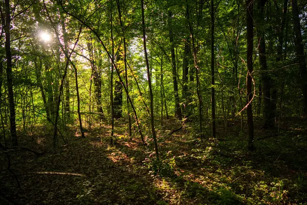 Sabah güneşi genç ormandaki sık ağaçların arasından dünyayı aydınlatıyor.