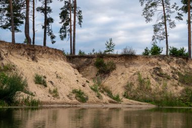 Düz çam gövdeleri ve kıyı martıları yuvalarıyla suyun üzerinde dik ve kumlu bir sahil.
