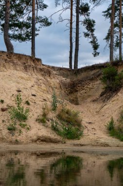 Düz çam gövdeleri ve kıyı martıları yuvalarıyla suyun üzerinde dik ve kumlu bir sahil.