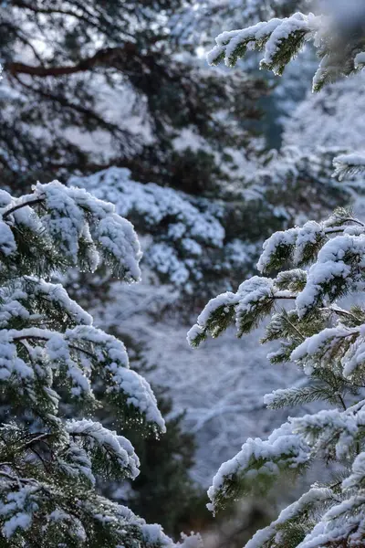 Bir kış günü kalın bir kar tabakasıyla kaplı devasa kozalaklı dallar.
