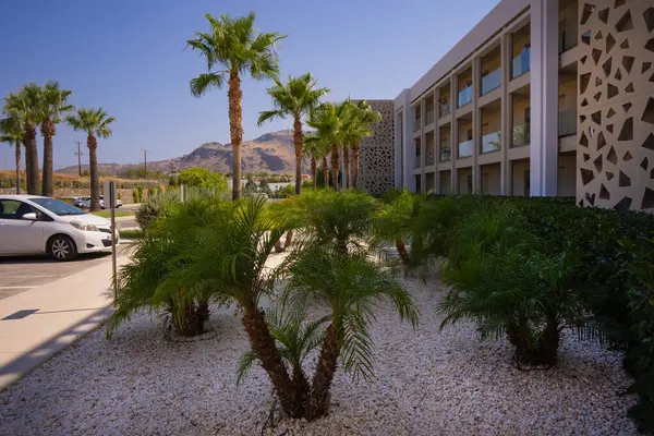 Sıcak bir ülkede lüks bir tatil köyünün bahçesinde genç palmiye ağaçları olan çimenler.