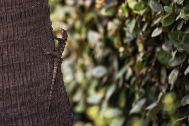 Hurma ağacının gövdesinde uzun kuyruklu, yeşil yapraklı bir kertenkele..