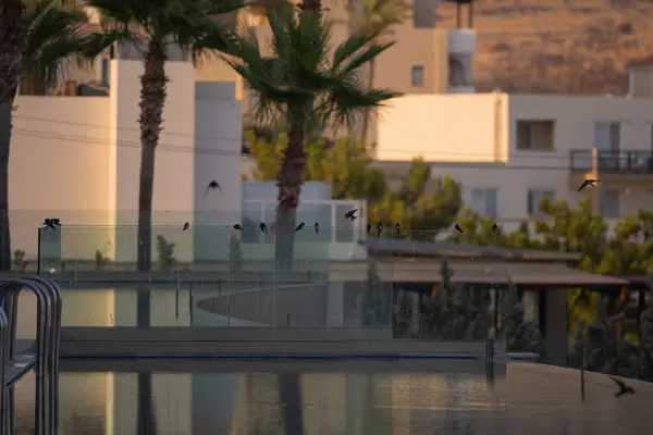 Palmiye ağaçları ve gündoğumu dağ manzaralı lüks bir tatil köyü. Tırabzanda kırlangıçlar.