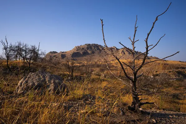 Sıcak bir akşamda, mavi gökyüzünün altındaki kayalıklara karşı çorak arazide yanmış ağaçlar..