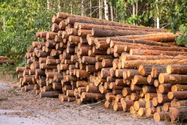 a stack of freshly cut logs ready for processing against the backdrop of a young forest