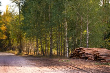 A forest scene with a dirt road, slender birch trees and a pile of logs