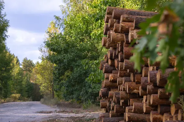 a neatly stacked pile of freshly cut logs ready for processing against the backdrop of a young forest