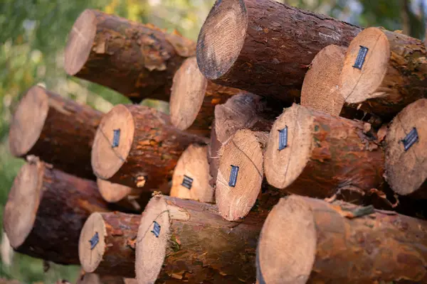 A pile of freshly cut logs ready for processing, with a logging license sticker